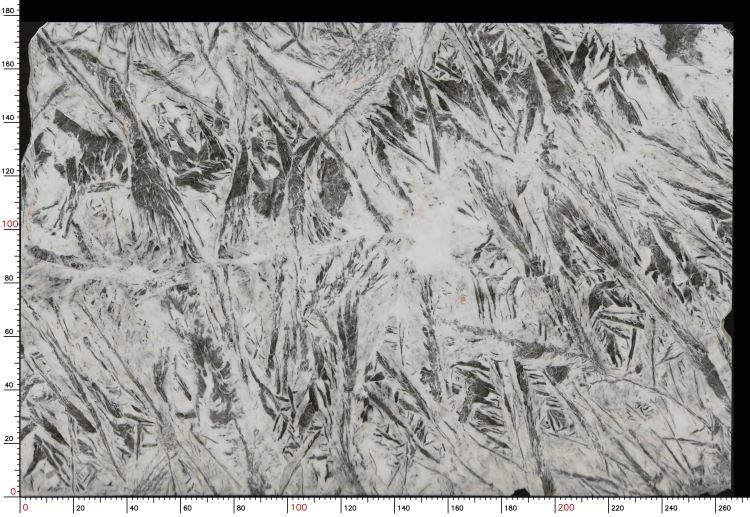 Phoenix Feather White Quartzite Flooring